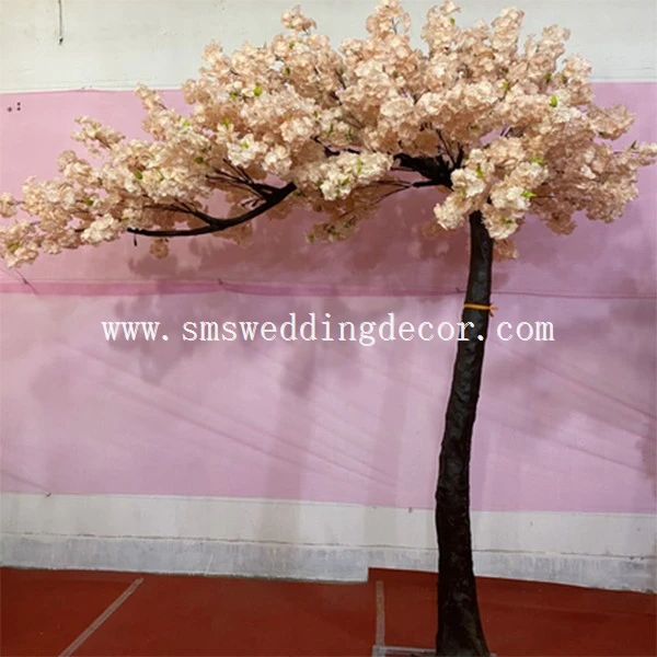 large blossom tree